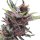 Jungpflanze zur Anzucht Black Cherry Punch