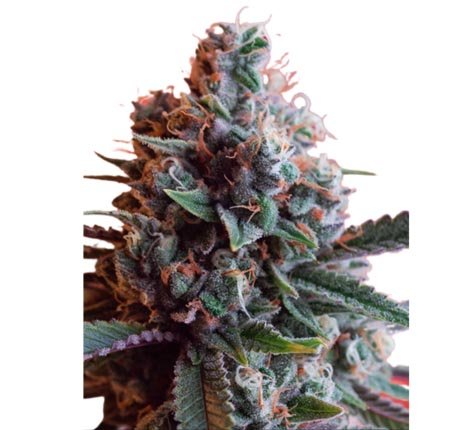 Hempodia Samen Dark Star x AK-49 Feminized - 3 Seeds
