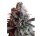 Hempodia Samen Dark Star x AK-49 Feminized - 3 Seeds