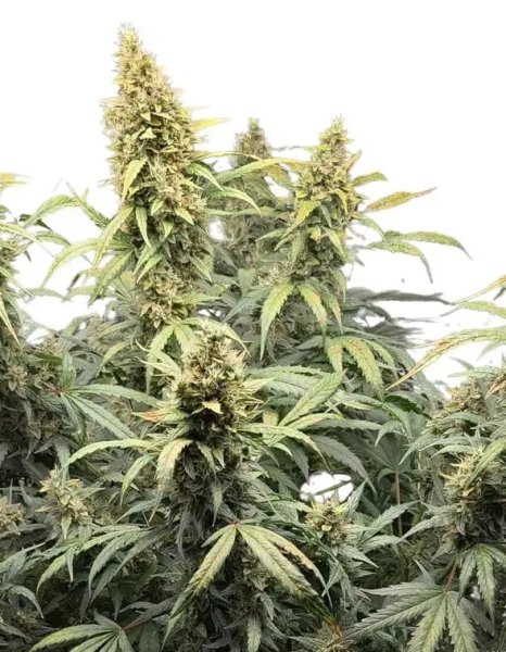 Hempodia AK49 Autoflower - 3 Seeds