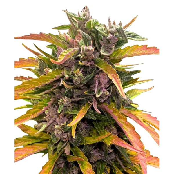 Hempodia Gorilla Glue Autoflower - 3 Seeds