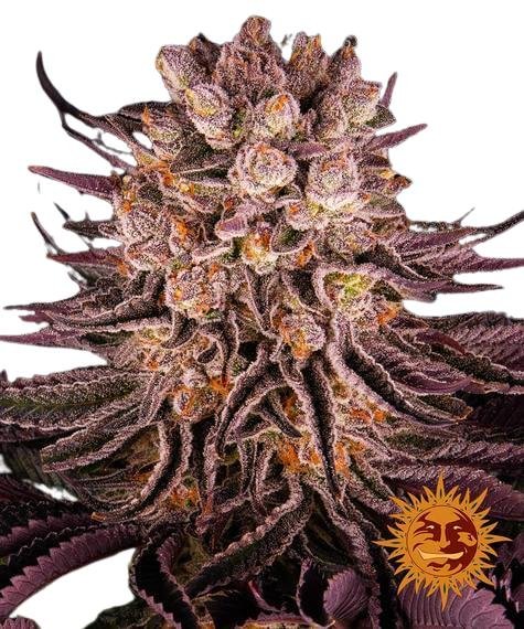 Jungpflanze zur Anzucht Mimosa x Orange Punch