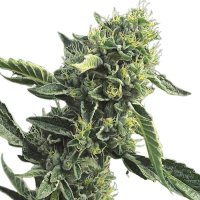 Jungpflanze zur Anzucht OG Kush