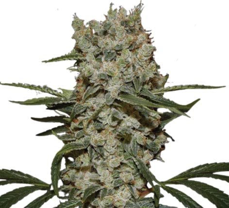 Jungpflanze zur Anzucht Super Silver Haze