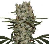 Jungpflanze zur Anzucht Super Silver Haze