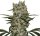 Jungpflanze zur Anzucht Super Silver Haze