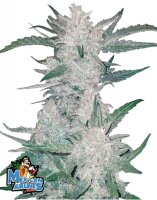 Fast Buds - Mexican Airlines Automatic (3seeds/pack)