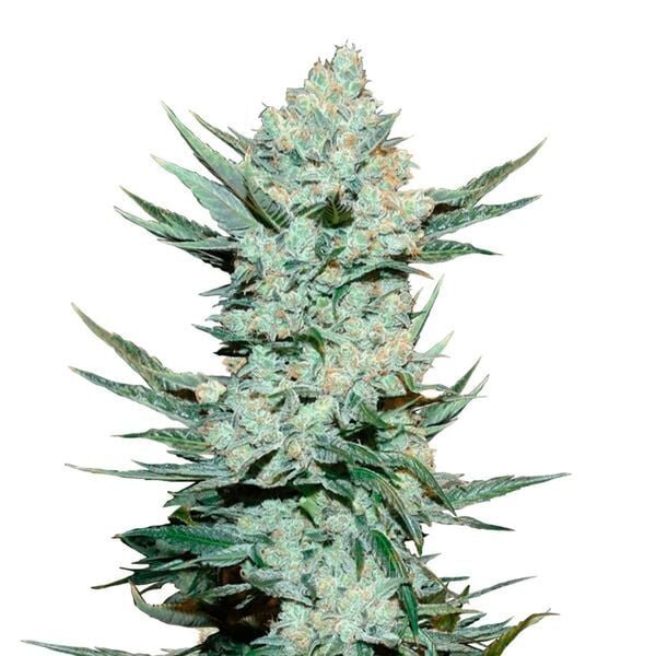 Fast Buds - TangieMatic Automatic (3seeds/pack)