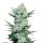 Fast Buds - TangieMatic Automatic (3seeds/pack)