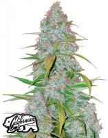 Fast Buds - Californian Snow Automatic (3seeds/pack)