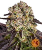 Barneys Farm Samen Purple Punch X Lemon Drizzle...