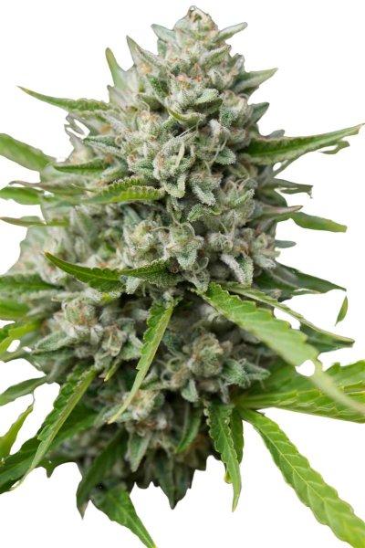 Jungpflanze zur Anzucht Double OG Chem