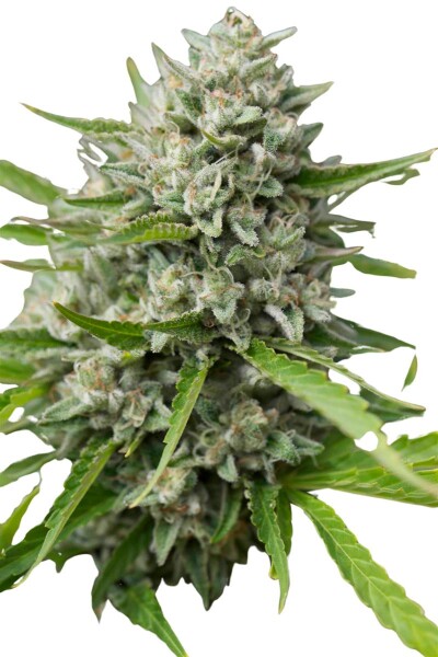 Steckling Double OG Chem