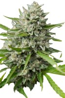 Jungpflanze zur Anzucht Double OG Chem