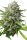 Jungpflanze zur Anzucht Double OG Chem