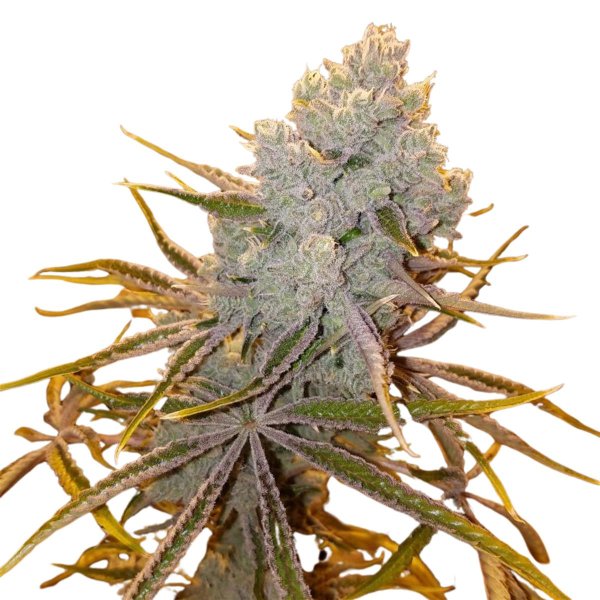 Jungpflanze zur Anzucht Platinum Kush Breath