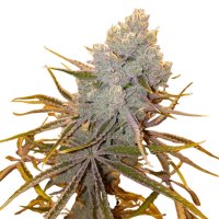 Jungpflanze zur Anzucht Platinum Kush Breath
