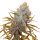 Jungpflanze zur Anzucht Platinum Kush Breath