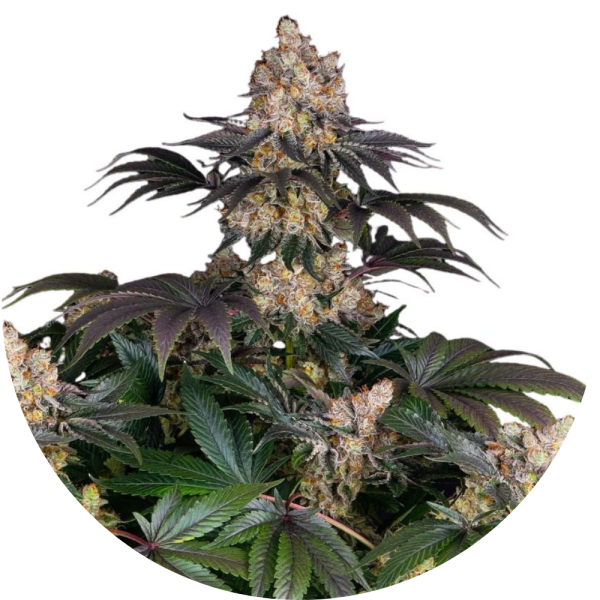 Hempodia Gelato Autoflowering - 3 Seeds