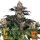 Hempodia Gelato Autoflowering - 3 Seeds