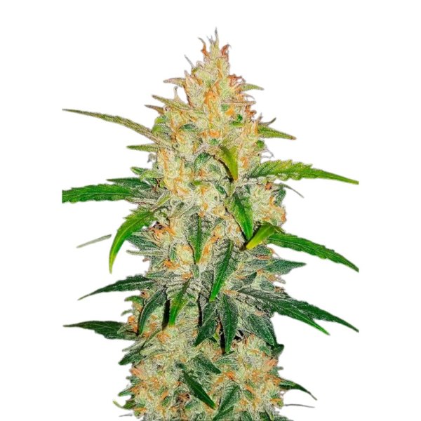 Hempodia Zkittlez Autoflowering - 3 Seeds