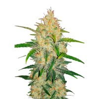 Hempodia Zkittlez Autoflowering - 3 Seeds