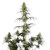 Royal Queen Seeds Samen Hulkberry Auto (3 Samen)