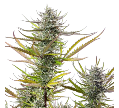 Royal Queen Mimosa feminized - 3 Seeds