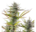 Royal Queen Seeds Samen Mimosa feminisiert (3 Samen)