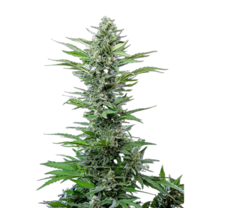 Royal Queen Seeds Samen Royal Critical Auto (3 Samen)