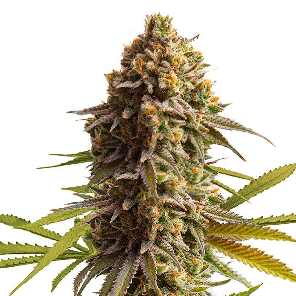 Royal Queen Seeds Wedding Cake Auto  (3 seeds pack)