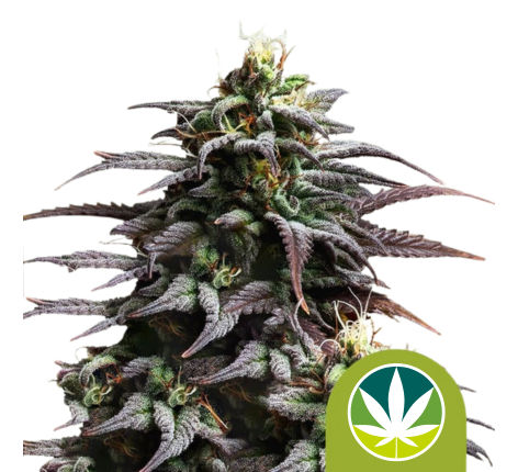 Royal Queen Seeds Samen Granddaddy Purple Auto (3 Samen)