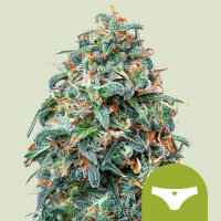 Royal Queen Seeds Sherbet Queen Auto cannabis seeds (3...