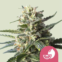 Royal Queen Seeds Samen Lemon Shining Silver Haze...