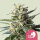 Royal Queen Seeds Lemon Shining Auto femenized - 3 Seeds