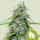 Royal Queen Seeds Royal Gorilla Auto  (3 seeds pack)