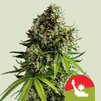 Royal Queen Seeds X Tyson Samen NYC Sour D Auto (3 Samen)