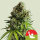 RQS X Tyson Seeds NYC Sour D Auto (3 seeds pack)