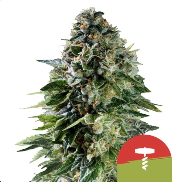 Royal Queen Seeds X Tyson Samen Corkscrew Auto (3 Samen)