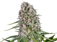 Jungpflanze zur Anzucht Blue Cheese