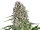 Jungpflanze zur Anzucht Blue Cheese