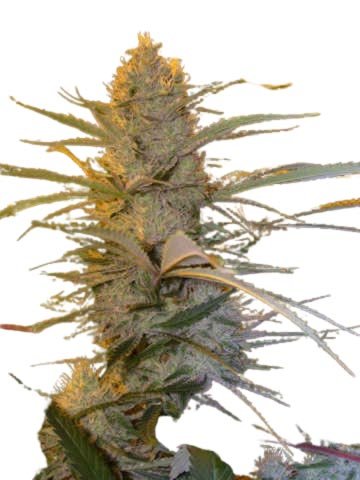 Jungpflanze zur Anzucht Cannalope Haze Outdoor