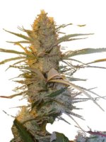 Jungpflanze zur Anzucht Cannalope Haze Outdoor