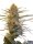 Jungpflanze zur Anzucht Cannalope Haze Outdoor