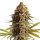 Hempodia Wedding Cake Autoflowering - 3 Seeds