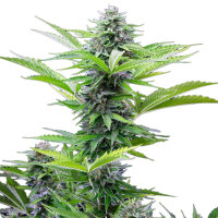 Royal Queen Seeds Fast Eddy CBD Auto cannabis seeds (5...