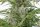 Hempodia Delhi Cheese Autoflowering - 3 Seeds