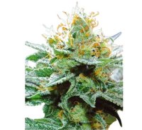 Hempodia Samen Amnesia X Buddha Kush Feminized - 3 Seeds