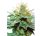 Hempodia Samen Amnesia X Buddha Kush Feminized - 3 Seeds