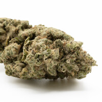 Hempodia 10-OH-HHC Blüten 2g Northern Lights